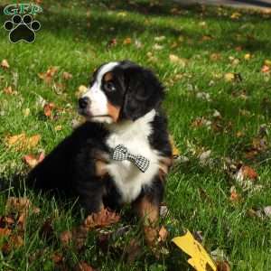 jasper, Bernese Mountain Dog Puppy